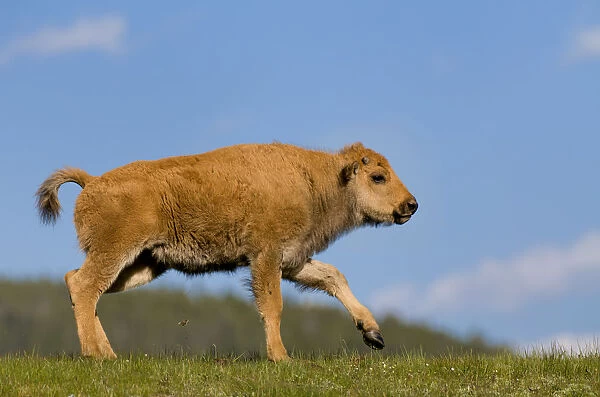 Bison calf, Yellowstone National Park