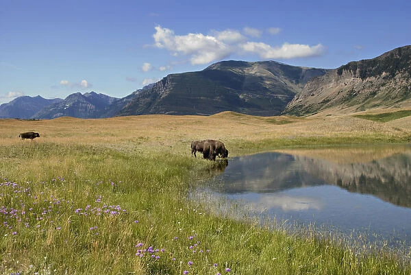Bison Drinking From A Small Mountain Lake With Wildflowers In The Meadow