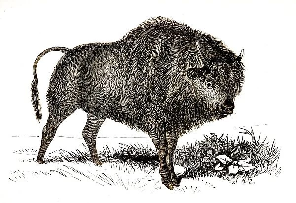 Bison engraving 1851