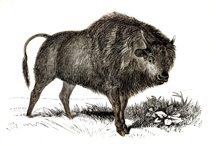Framed Print : Bison engraving 1851