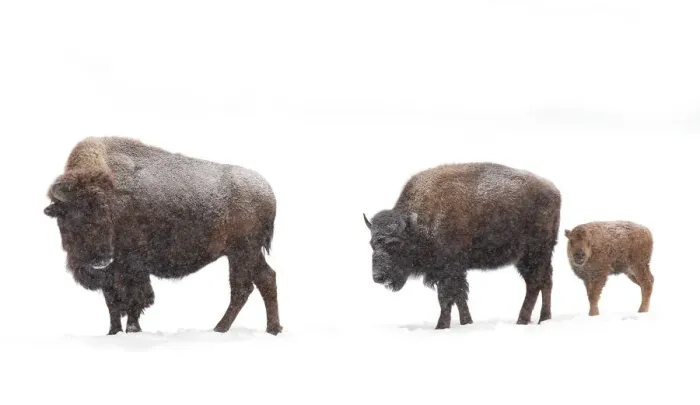 Framed Print : Bison family