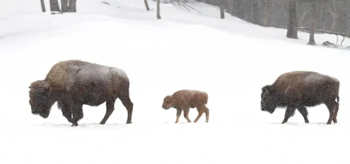 Framed Print : Bison family Framed Print : Bison family