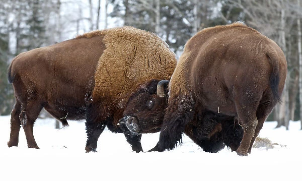 Bison fight
