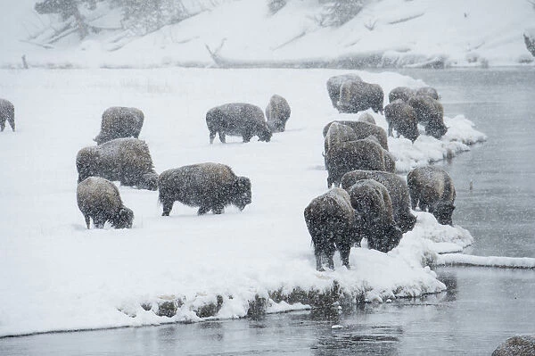 Bison group in winter, Yellowstone National Park, Wyoming, USA