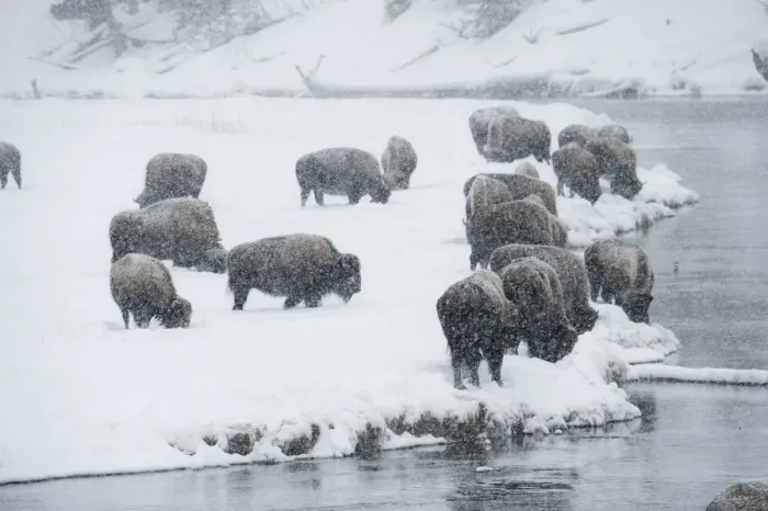 Framed Print : Bison group in winter, Yellowstone National Park, Wyoming, USA Framed Print : Bison group in winter, Yellowstone National Park, Wyoming, USA