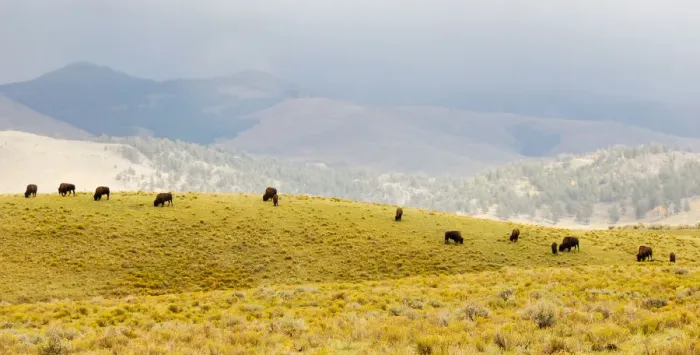 Framed Print : Bison herd in Lamar Valley Framed Print : Bison herd in Lamar Valley