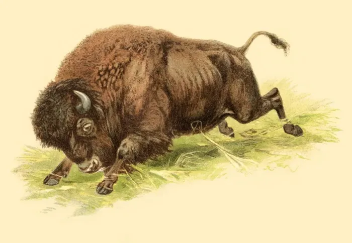 Framed Print : Bison illustration 1888 Framed Print : Bison illustration 1888