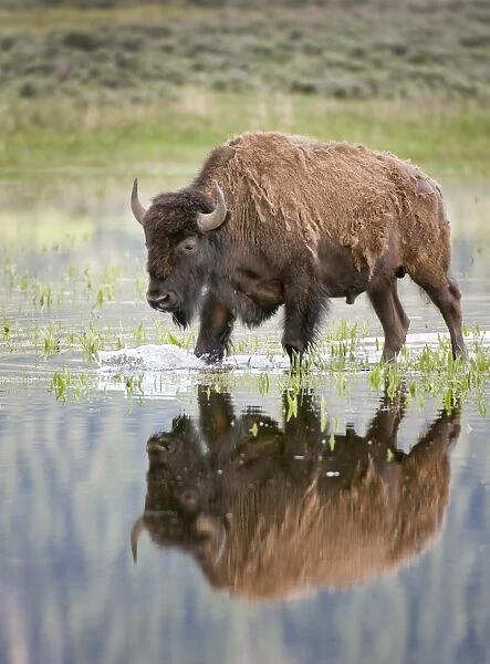 bison in reflecting pool in Lamar Valley in Yellowstone
