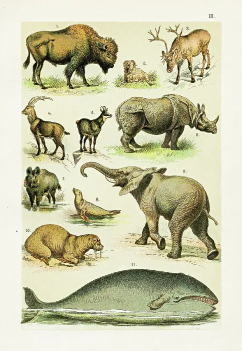 Framed Print : Bison, Reindeer, Ibex, Rhinoceros, Elephant, Walrus, Whale illustration 1899 Framed Print : Bison, Reindeer, Ibex, Rhinoceros, Elephant, Walrus, Whale illustration 1899