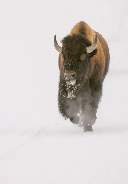 Framed Print : Bison in snow Framed Print : Bison in snow