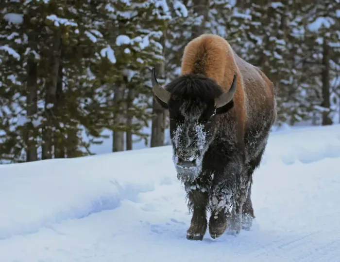 Framed Print : Bison in the Snow Framed Print : Bison in the Snow