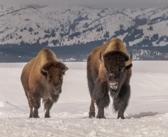 Framed Print : Bison in snow Framed Print : Bison in snow