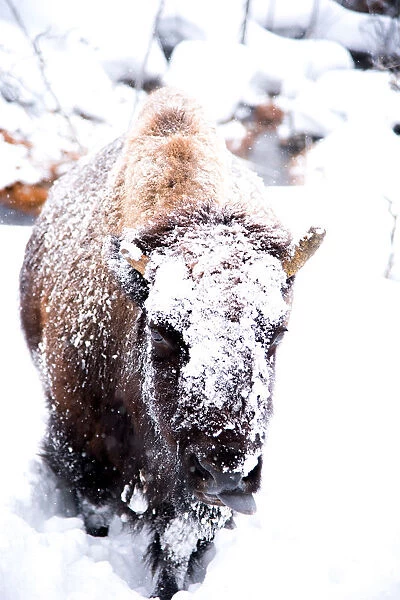 A Bison Trudges Uphill in Thick Snow with Her Tongue Out