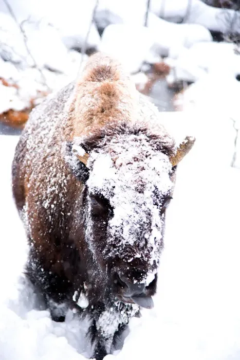 Framed Print : A Bison Trudges Uphill in Thick Snow with Her Tongue Out Framed Print : A Bison Trudges Uphill in Thick Snow with Her Tongue Out