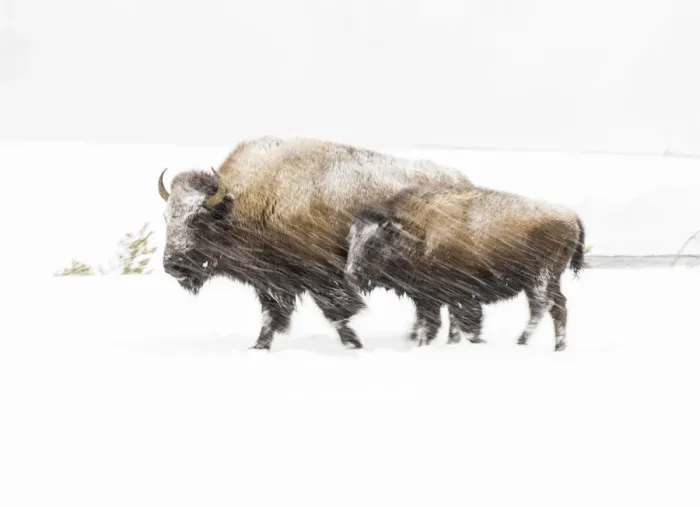 Framed Print : Bison in winter, Yellowstone National Park, Wyoming, USA