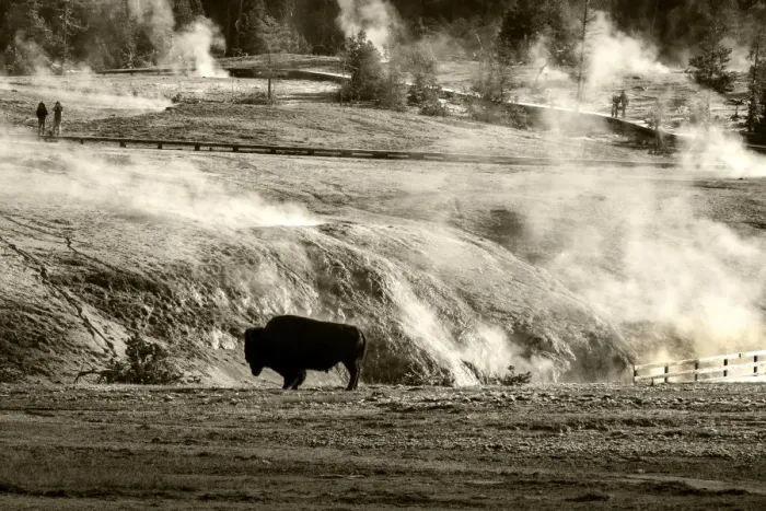 Framed Print : Bison - Yellowstone Framed Print : Bison - Yellowstone