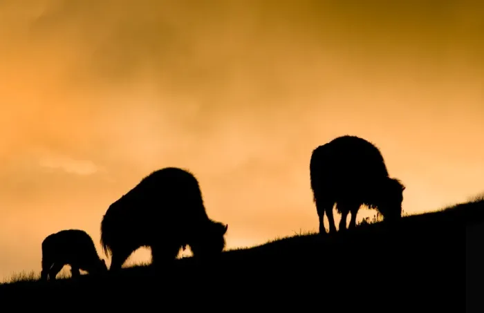 Framed Print : Bison, Yellowstone National Park, sunrise silhouette