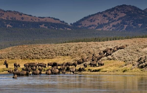 Bison, Yellowstone NP Hayden Valley