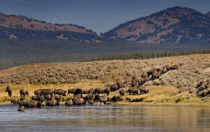 Framed Print : Bison, Yellowstone NP Hayden Valley