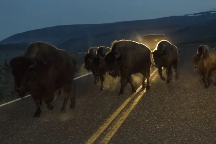 Framed Print : Bisons herd crossing road before dawn, Yellowstone National Park, Wyoming, USA Framed Print : Bisons herd crossing road before dawn, Yellowstone National Park, Wyoming, USA