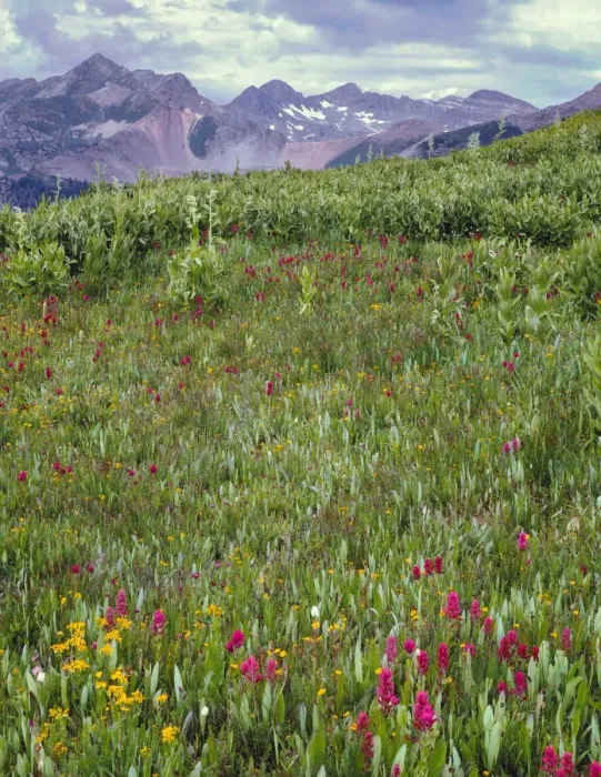 Framed Print : Bistort (Persicaria bistorta) and fleabane blooming beneath distant peaks of La Plata Mountains, San Juan National Forest, Colorado, USA Framed Print : Bistort (Persicaria bistorta) and fleabane blooming beneath distant peaks of La Plata Mountains, San Juan National Forest, Colorado, USA