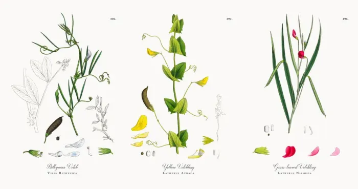 Framed Print : Bithynian Vetch, Vicia Bithynica, Victorian Botanical Illustration, 1863 Framed Print : Bithynian Vetch, Vicia Bithynica, Victorian Botanical Illustration, 1863