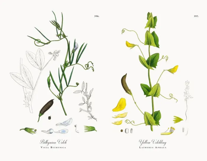 Framed Print : Bithynian Vetch, Vicia Bithynica, Victorian Botanical Illustration, 1863