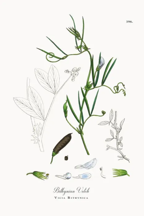 Framed Print : Bithynian Vetch, Vicia Bithynica, Victorian Botanical Illustration, 1863 Framed Print : Bithynian Vetch, Vicia Bithynica, Victorian Botanical Illustration, 1863