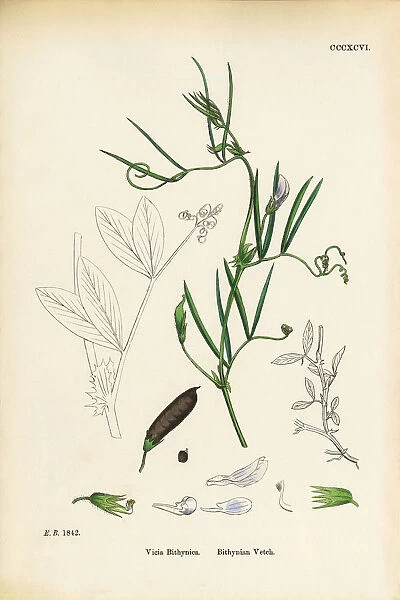 Bithynian Vetch, Vicia Bithynica, Victorian Botanical Illustration, 1863
