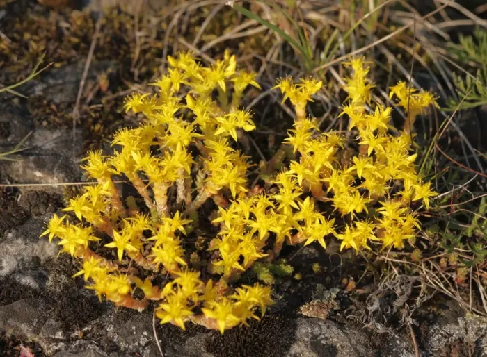 Framed Print : Biting Stonecrop or Goldmoss Stonecrop (Sedum acre), Bavaria, Germany, Europe Framed Print : Biting Stonecrop or Goldmoss Stonecrop (Sedum acre), Bavaria, Germany, Europe