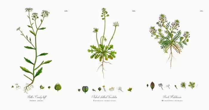 Framed Print : Bitter Candy tuft, Iberis amara, Victorian Botanical Illustration, 1863 Framed Print : Bitter Candy tuft, Iberis amara, Victorian Botanical Illustration, 1863