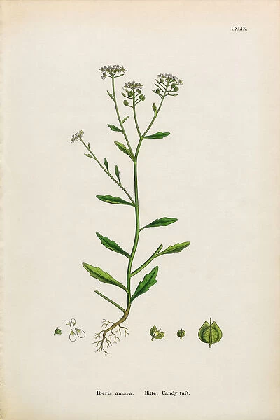 Bitter Candy tuft, Iberis amara, Victorian Botanical Illustration, 1863