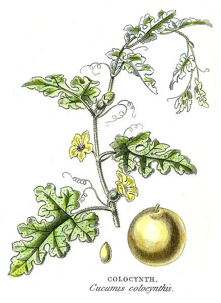 Bitter cucumber botanical engraving 1857