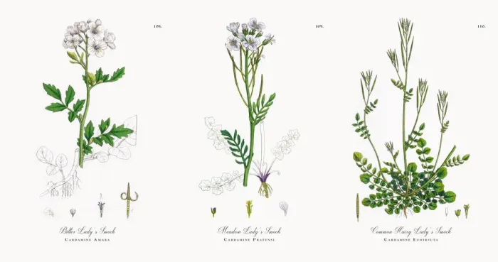 Framed Print : Bitter Ladyas Smock, Cardamine Amara, Victorian Botanical Illustration, 1863 Framed Print : Bitter Ladyas Smock, Cardamine Amara, Victorian Botanical Illustration, 1863