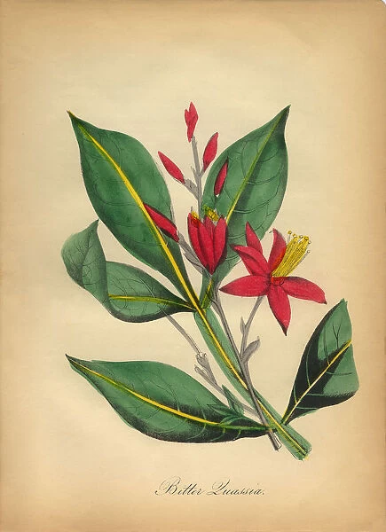 Bitter Quassia Victorian Botanical Illustration