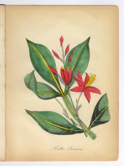 Framed Print : Bitter Quassia Victorian Botanical Illustration Framed Print : Bitter Quassia Victorian Botanical Illustration