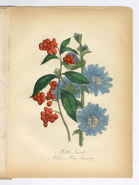 Bitter Sweet and Succory, Wild Chicory, Victorian Botanical Illustration