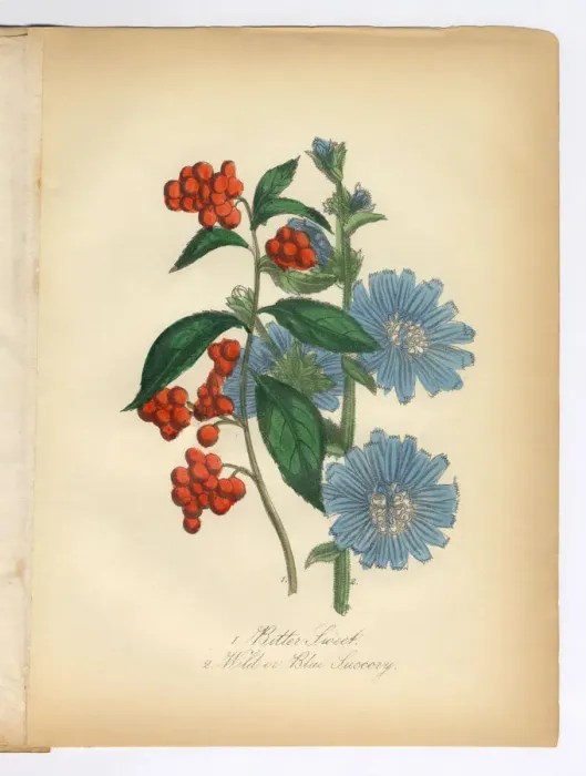 Framed Print : Bitter Sweet and Succory, Wild Chicory, Victorian Botanical Illustration Framed Print : Bitter Sweet and Succory, Wild Chicory, Victorian Botanical Illustration