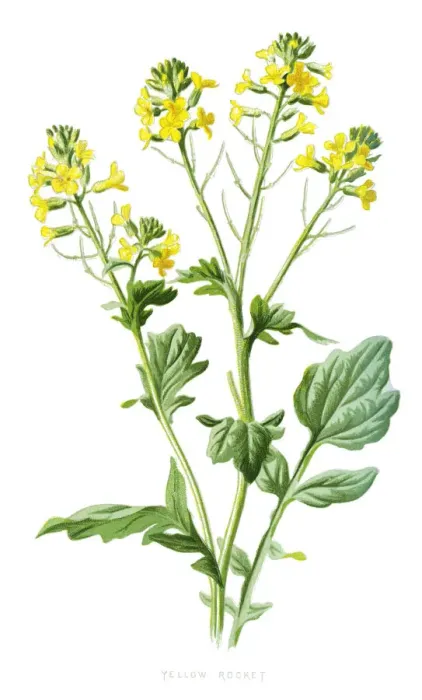 Framed Print : bittercress, herb barbara, rocketcress, yellow rocketcress, winter rocket, wound rocket Framed Print : bittercress, herb barbara, rocketcress, yellow rocketcress, winter rocket, wound rocket