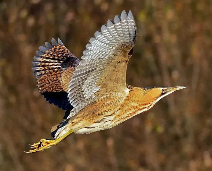 Framed Print : Bittern. In flight Framed Print : Bittern. In flight