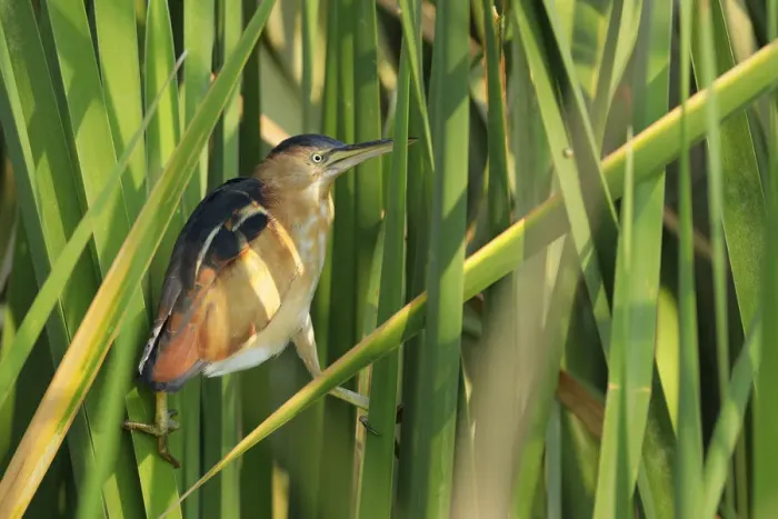 Framed Print : Least Bittern Framed Print : Least Bittern
