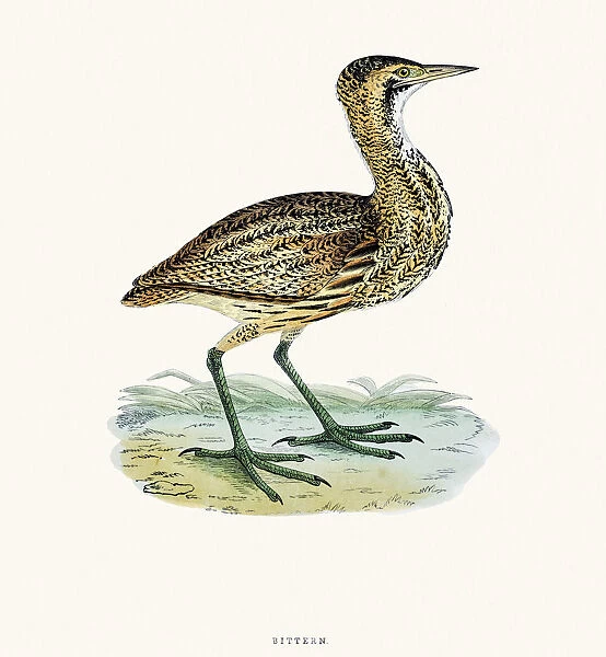 Bittern bird 19 century illustration