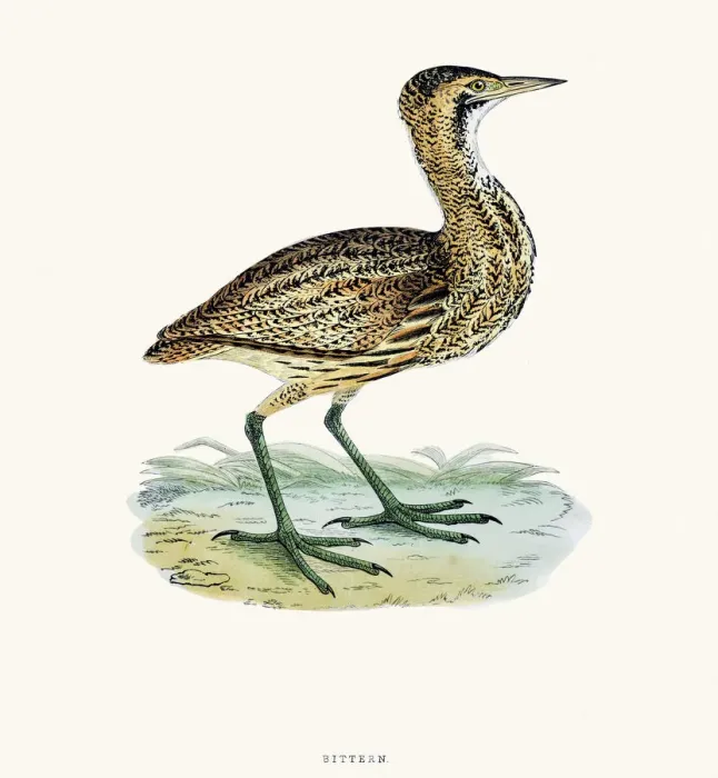 Framed Print : Bittern bird 19 century illustration Framed Print : Bittern bird 19 century illustration
