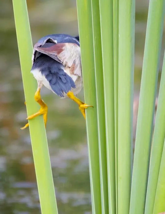 Framed Print : Least Bittern Straddling Reeds Framed Print : Least Bittern Straddling Reeds