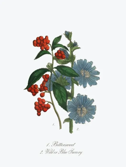 Framed Print : Bittersweet and Blue Succory Victorian Botanical Illustration Framed Print : Bittersweet and Blue Succory Victorian Botanical Illustration