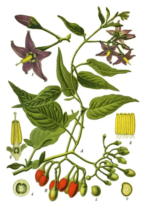 Framed Print : bittersweet, Nightshade, Solanum Framed Print : bittersweet, Nightshade, Solanum