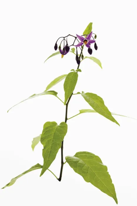 Framed Print : Bittersweet nightshade (Solanum dulcamara) Framed Print : Bittersweet nightshade (Solanum dulcamara)