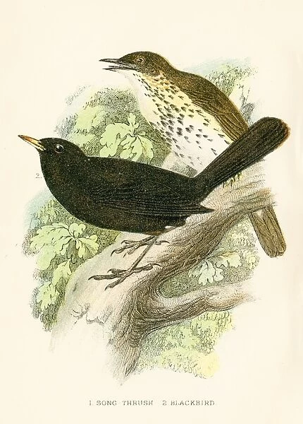 Blacbird and thrush bird engraving 1896