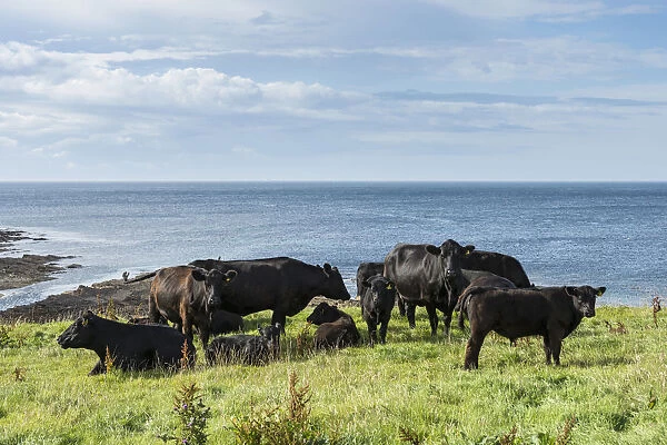 Black Aberdeen Angus cattle grazing on a pasture on the north coast of Scotland, Caithness, Scotland, United Kingdom, Europe