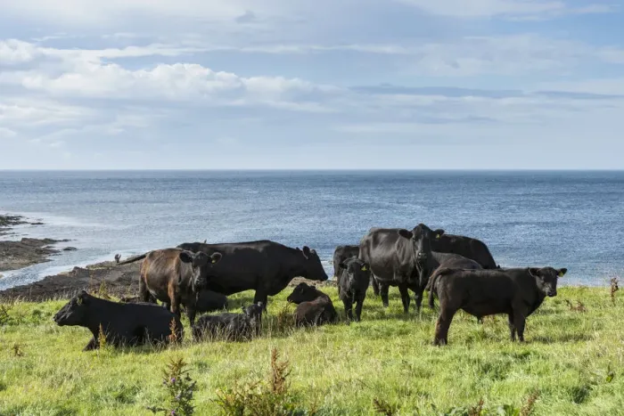 Framed Print : Black Aberdeen Angus cattle grazing on a pasture on the north coast of Scotland, Caithness, Scotland, United Kingdom, Europe Framed Print : Black Aberdeen Angus cattle grazing on a pasture on the north coast of Scotland, Caithness, Scotland, United Kingdom, Europe